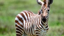 3-Day Serengeti Ngorongoro Crater Private Safari from Arusha