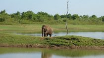 Full-Day Private Safari and Archeological Tour from Tangalle