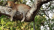 3-Day Meru National Park Private Guided Safari Tour