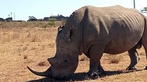 2-Day Private Safari Tour of Lake Nakuru National Park