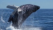Cape Town Whale Watching Combo on Boat With Transport 