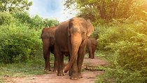 Day Trip to Udawalawe National Park (All-Inclusive)