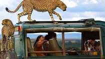 6 Days Maasai Mara, L. Nakuru, Aberdare & Samburu Safari (MINIMUM 2 PERSONS)
