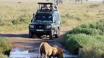 4-Day Masai Mara and Lake Naivasha 4 X 4 Land Cruiser Safari - High End
