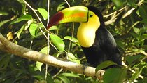 Birdwatching Sian Ka'an Biosphere Reserve