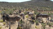 Shared Return Transfer to Aquila Safari from Cape Town Day trip