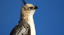 Bundala National Park Birds Watching Safari Tour