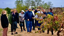 Tour in Ribera del Duero from Madrid "like a native", with traditional tapas