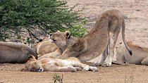 Full-Day Safari in Kruger National Park from Johannesburg 