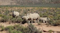 Private Return Transfer To Aquila African Big 5 Safari From Cape Town - Full Day