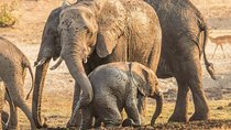 From Victoria Falls: 4 Days 3 Nights- Chobe Camping Safaris