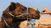 15-Days Private Tour Highlights of Morocco from Tangier