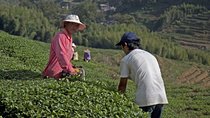 Full-Day Private Tour of Anxi County from Xiamen with Lunch