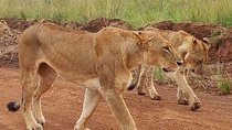 2-Day Maasai Mara National Reserve Safari from Nairobi