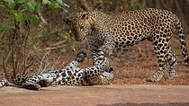 Yala Safari Private Day Tour Kaluthara/Beruwala/Bentota/Kosgoda/Ahungalla