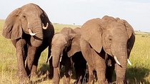 Private 3-Day Meru National Park Safari from Nairobi
