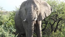 Lion Park Safari Tour in Johannesburg