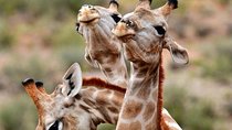 Full Day Safari at Selous Game Reserve from Zanzibar with Lunch