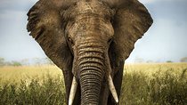 Safari in Selous from Zanzibar: 04 Night 05 Days Safari – Full Board
