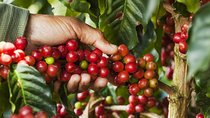 La Paz Waterfall Gardens & Coffee Tour. Private Tour
