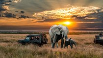 2 Days Northern Circuit Safari (lake Manyara & Ngorongoro)