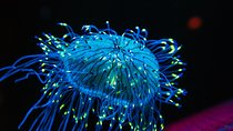 Private Stingray City Snorkeling and BioBay Charter for 10 Guests