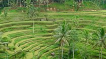 Bali Benoa Shore Excursion for cruise's passenger - All Inclusive