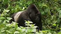 14 Day full adventure in the peal of Africa
