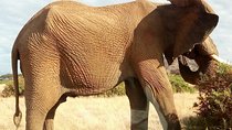 Lake Manyara National Park Day Tour