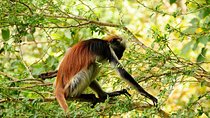 Jozani Forest, Village Tour and Mtende Beach Private Trip