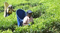 Galle Fort And Tea Factory Visit