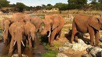 Day trip to Tarangire National Park