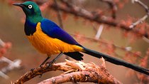 Lake Manyara National Park Day trip