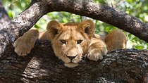2 days Private Lodge Safari Tour Tanzania