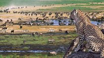 Ngorongoro Crater Day Trip