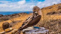 North Seymour Island & Bachas Beach on board of Sea Lion Yacht