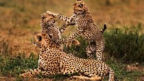 3 days Serengeti and Ngorongoro Tanzania Private Tour 