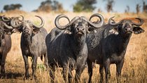 4 days Private Safari Tour Tanzania