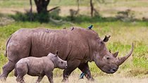 Lake Nakuru Tour With Optional Boat Ride at Lake Naivasha