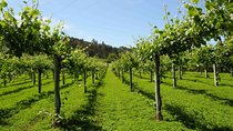 Private Tour Alvarinho (Melgaço and Monção) includes 3 wine tastings