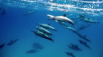 Cabo Wildlife SAFARI