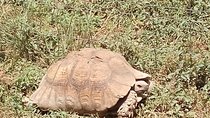 4 Days Safaris to Meru N/P and Samburu N/R.