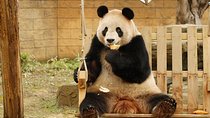 Private Transfer between Hangzhou Safari Park and City Hotels