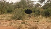 6 Days Safari to Samburu N/R, Aberdare N/P, Nakuru N/P and Maasai Mara N/R. 