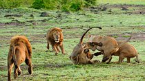 12-Day Private Tanzania Safari