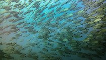 Half-Day Snorkeling Experience in Tamarindo