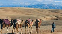 Agafay Desert: Sunset Dinner, Pool & Camel