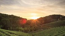 Kiambethu Tea Farm Full-Day Tour from Nairobi with Lunch