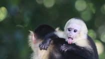 Manuel Antonio National Park guided tour 