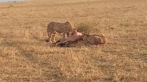 7 Days Safari to Aberdare NP, Nakuru NP, Maasai Mara NR Amboseli NP- Mid range